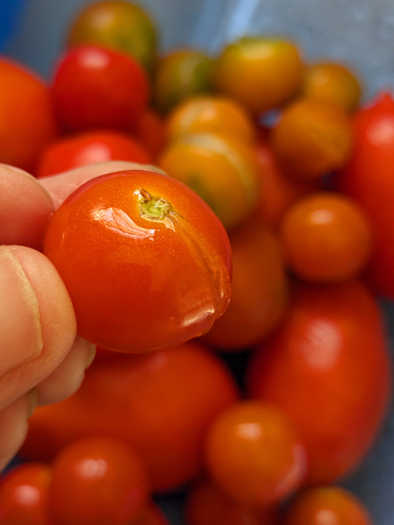 Close-up of a ripe, red tomato held between fingers with a blurred background of other tomatoes, illustrating fresh, garden-grown tomatoes for culinary use.