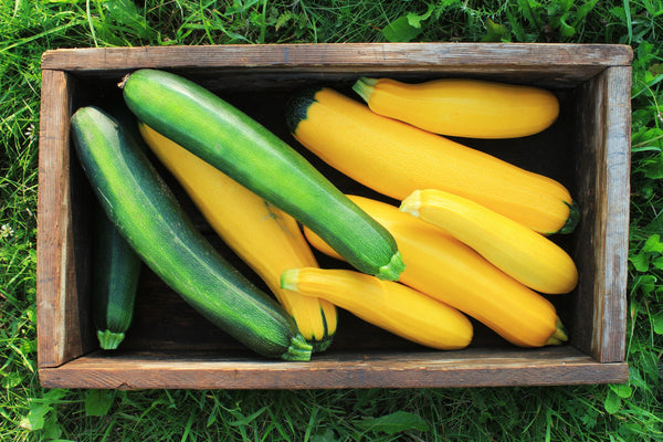 Why grow Squash?