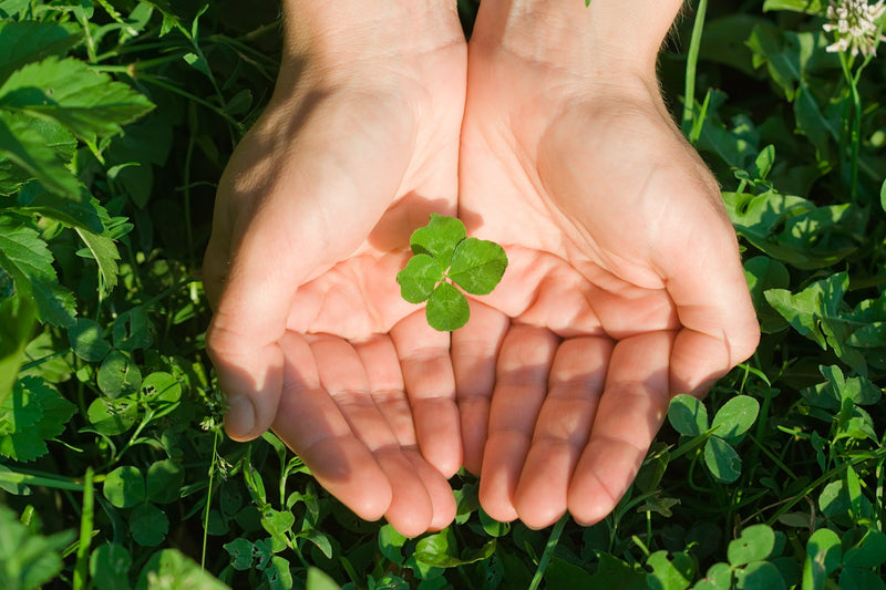 A close-up of hands gently holding a four-leaf clover amidst lush green clover plants, symbolizing luck and St. Patrick's Day seed discounts.