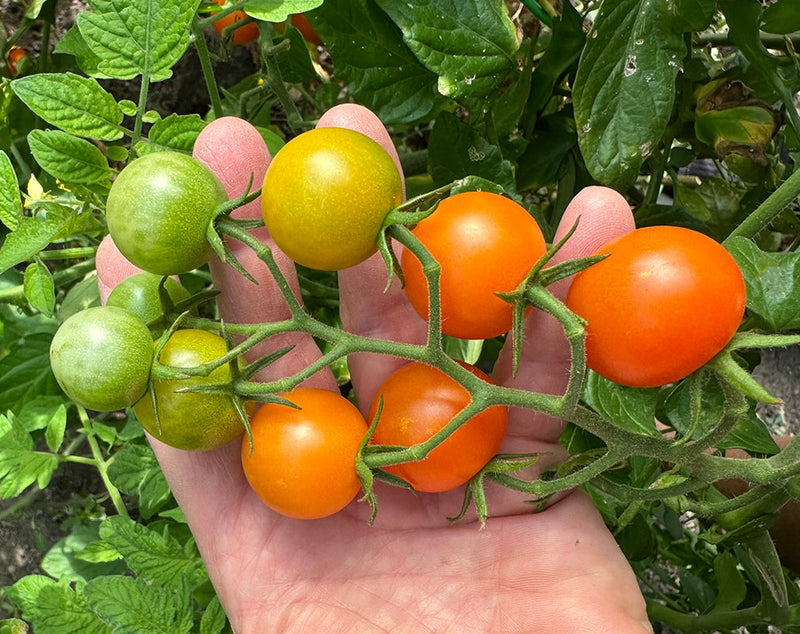 Top 5 Tomatoes to grow in 2025 - Sun Gold Tomato