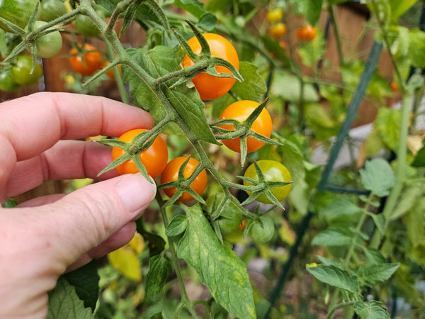 20% OFF OUR FASTEST GROWING TOMATO SEEDS