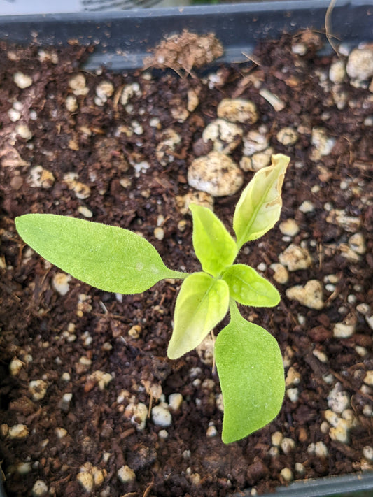 Pepper plant leaves turning white?