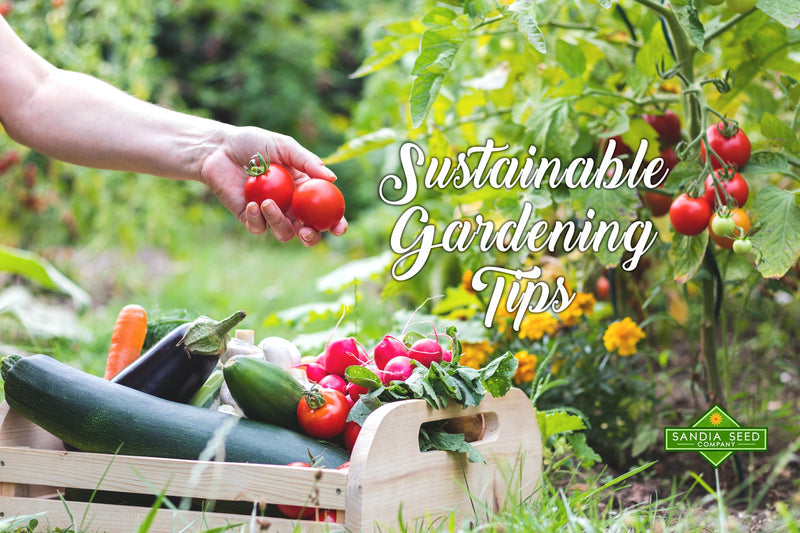 A vibrant vegetable garden with ripe tomatoes, zucchini, eggplant, and fresh herbs in a wooden crate, emphasizing sustainable gardening tips.