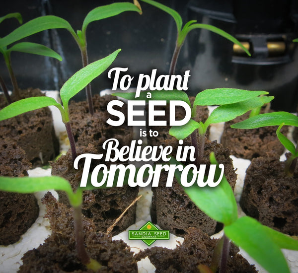 What I like about Gardening: To plant a seed is to believe in tomorrow.