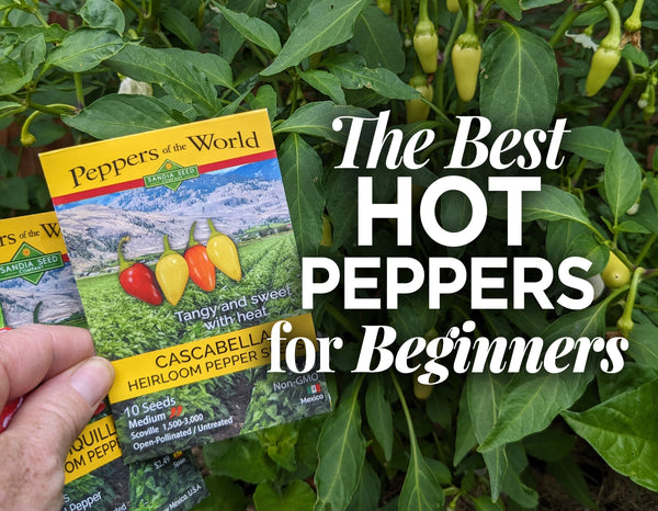 Beginner‑Friendly Hot Peppers