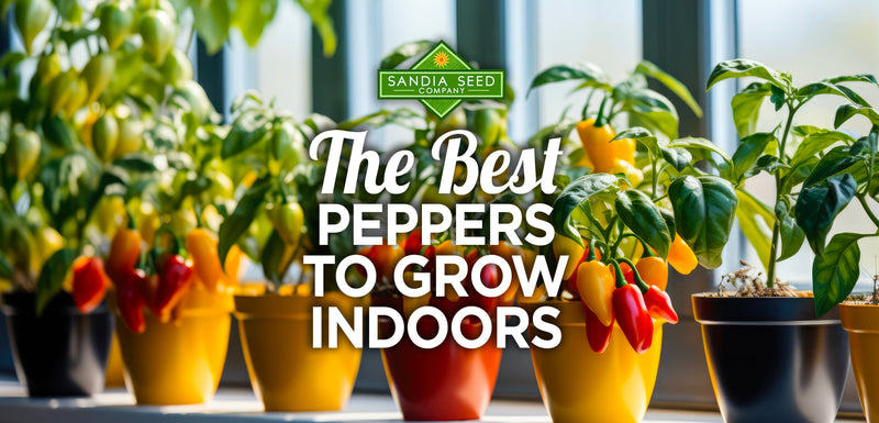 Best Peppers to Grow Indoors: Colorful indoor pepper plants in vibrant pots, showcasing the best peppers to grow indoors for fresh, spicy harvests.