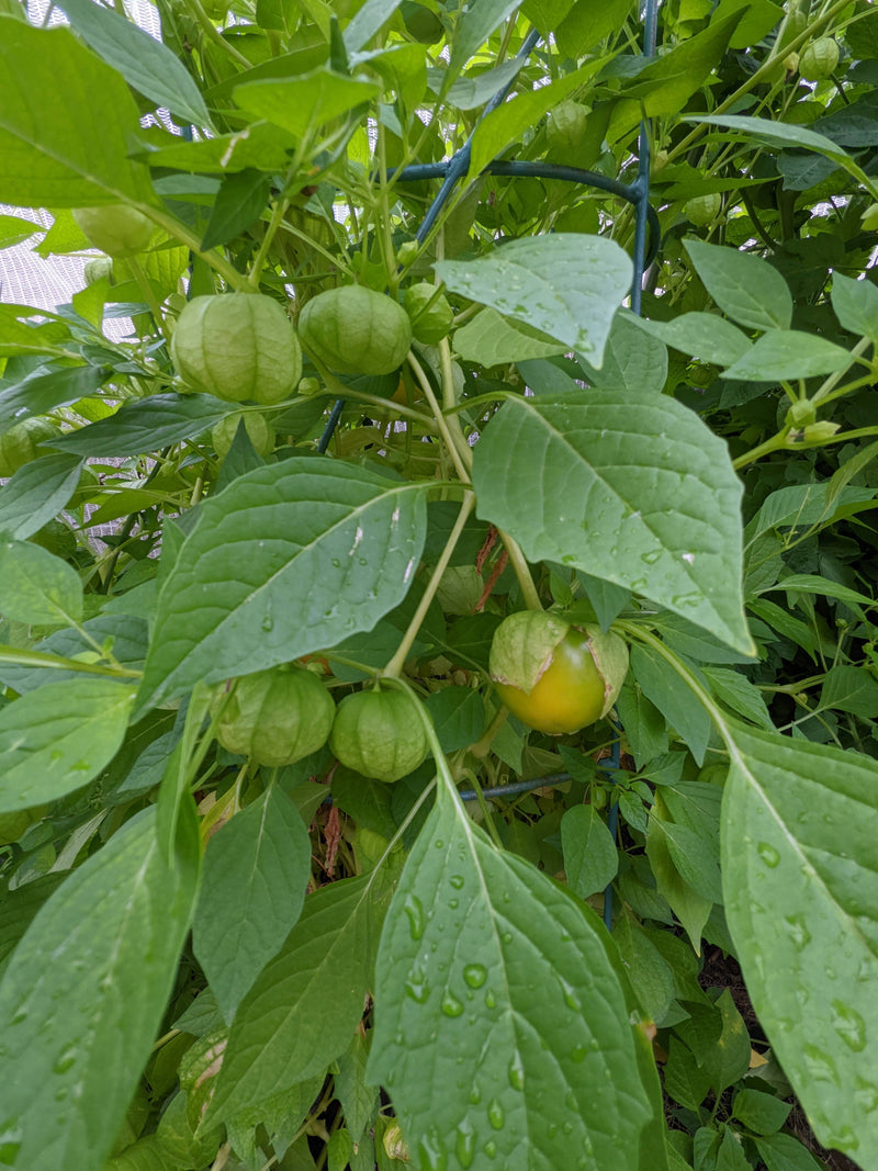 How to grow Tomatillos from Seed: This illustration shows healthy tomatillo plants with green, lantern-shaped husks and ripe green fruit, ideal for growing tomatillos from seed.