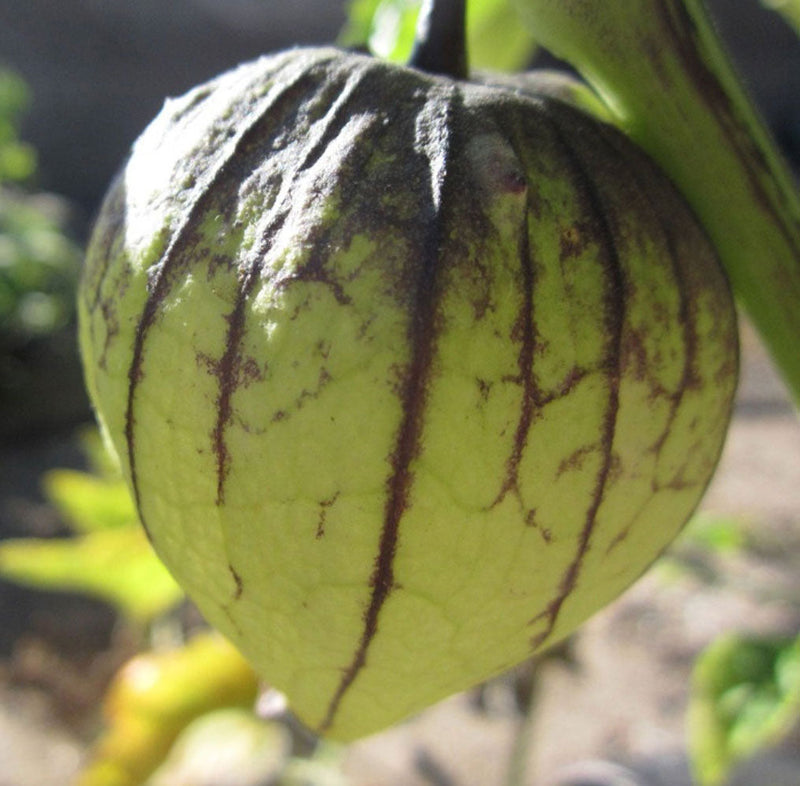 Tomatillo
