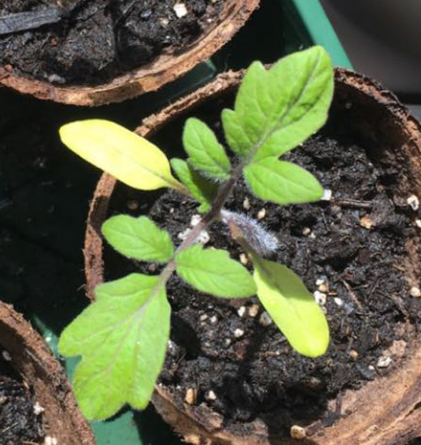 Tomato Plant Problems - Yellow Leaves - cotyledons leaves turning yellow is normal!


