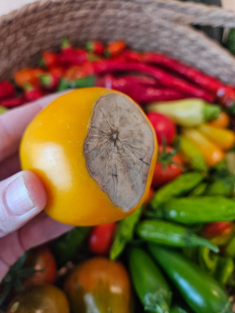 Close-up of a yellow tomato with moldy, rotten bottom, surrounded by colorful fresh vegetables, illustrating common causes of bottom rot in tomatoes.