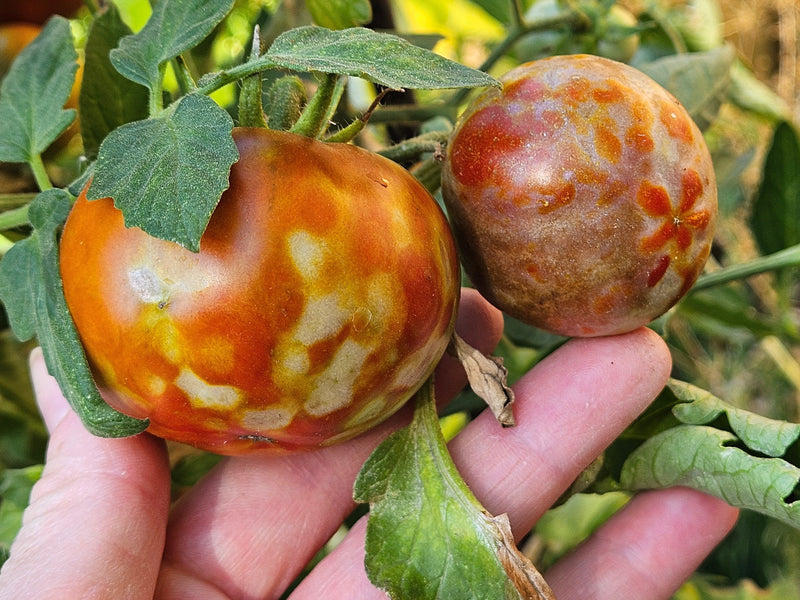 Tomato spotted wilt virus