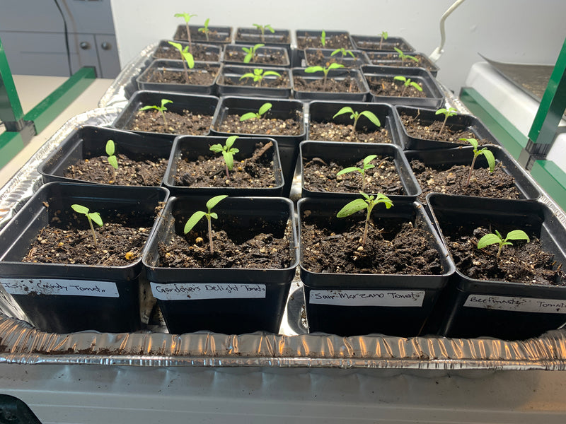 Growing Tomatoes from Seed