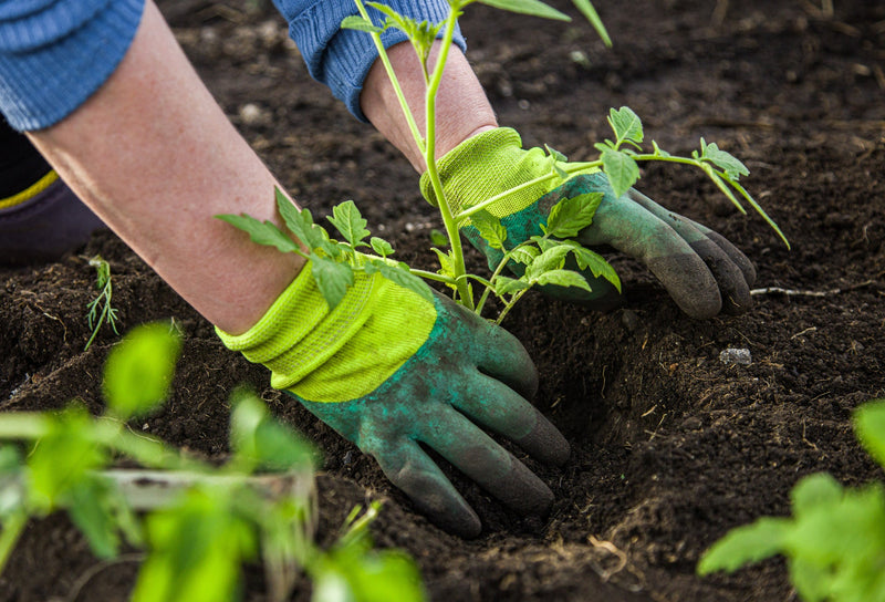 Close-up of hands wearing gardening gloves transplanting a tomato plant into rich, dark soil for optimal growth and health.