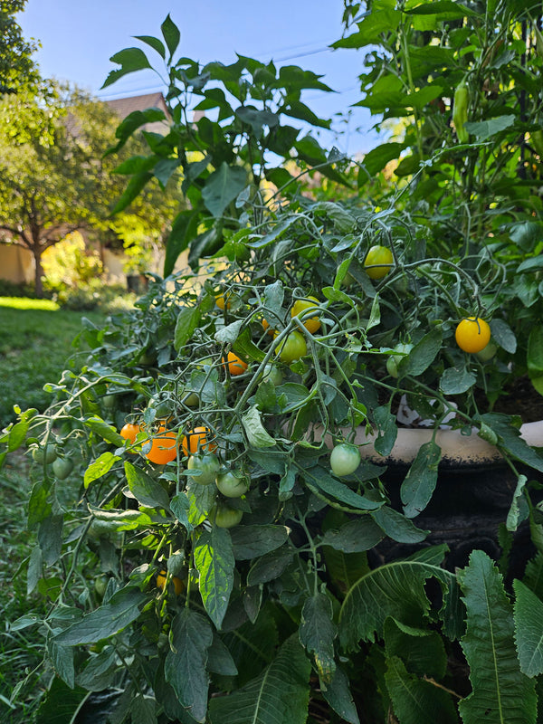 Tumbling Tomatoes for Pots