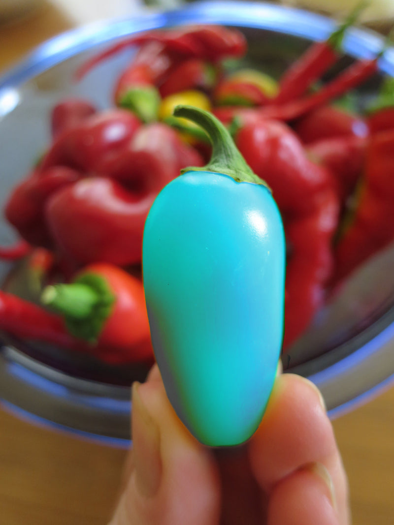Turquoise Pepper