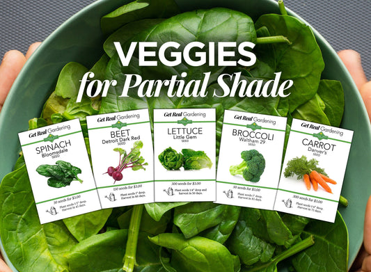 Partial Shade Vegetables