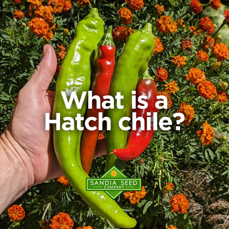 A vibrant green hatch chili pepper with a red ripening stage, set against orange marigold flowers, representing a spicy, flavorful chili variety.