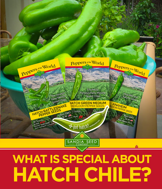 What is special about Hatch chile?