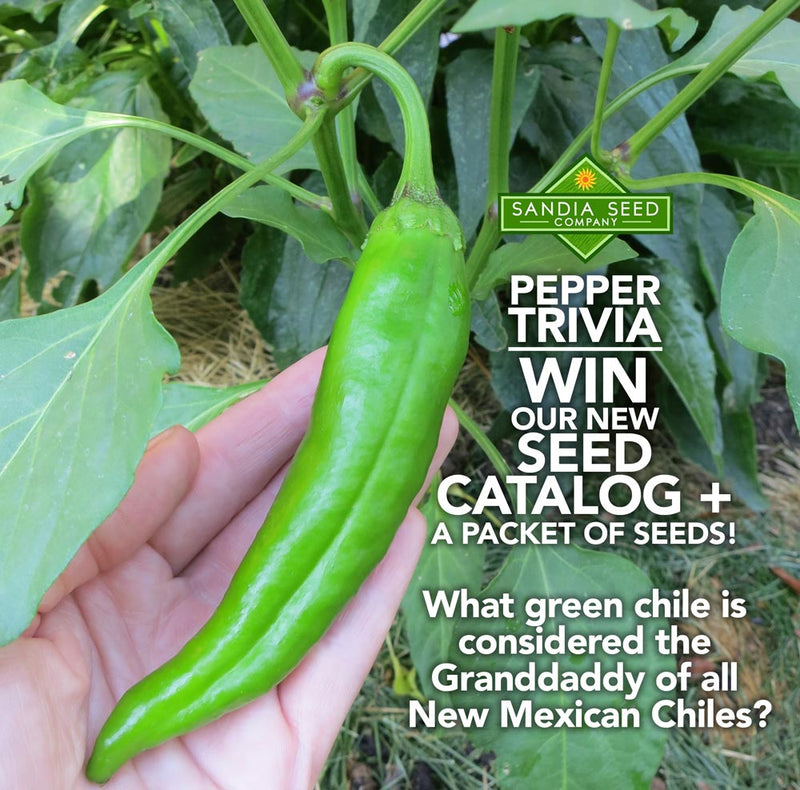 A vibrant green chili pepper growing on a plant with lush leaves, promoting Sandia Seed Company's pepper trivia contest and seed catalog.  Random winner will be chosen on Friday, January 15, 2020, at 3pm MST.