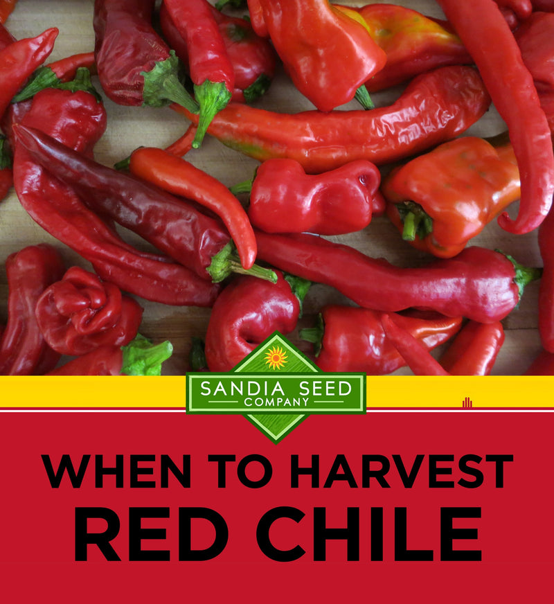 When to Harvest Red Chile

