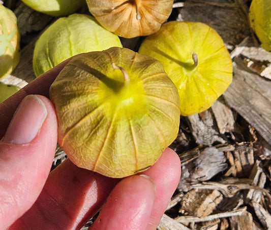 When to Harvest Tomatillos
