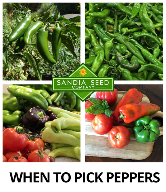 When to Pick Peppers