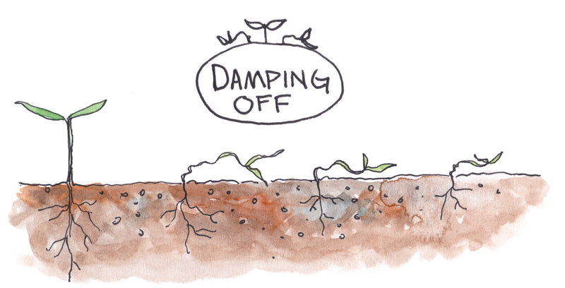 Why are my seedlings falling over?