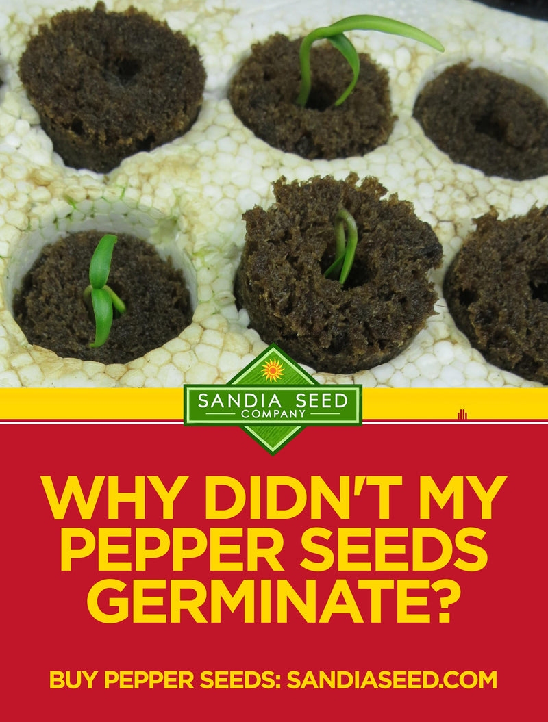 Why didn't my pepper seeds germinate?


