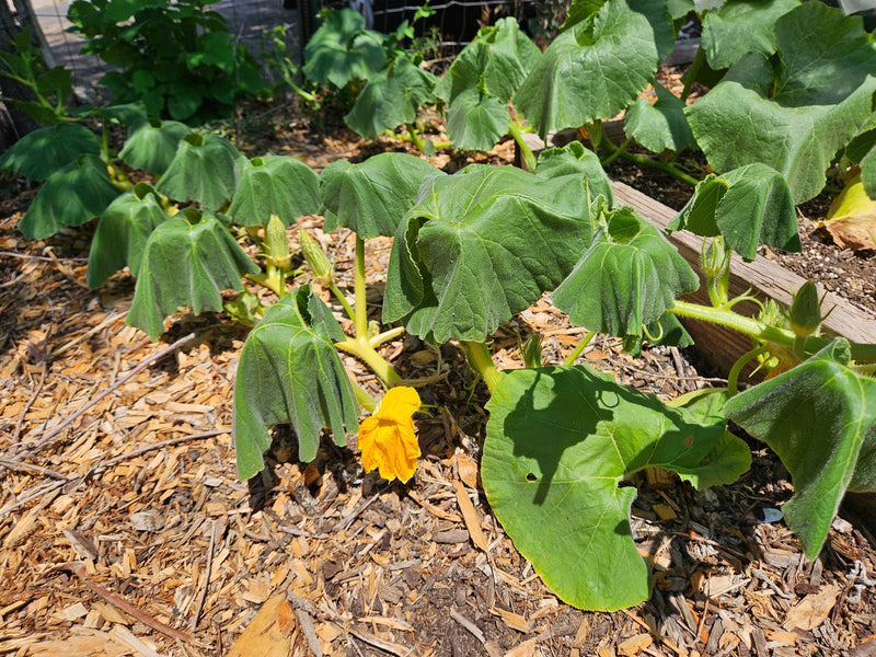 Squash Wilting?