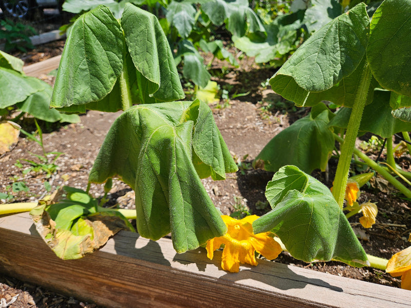 Is it normal for vegetable plants to wilt in the sun?