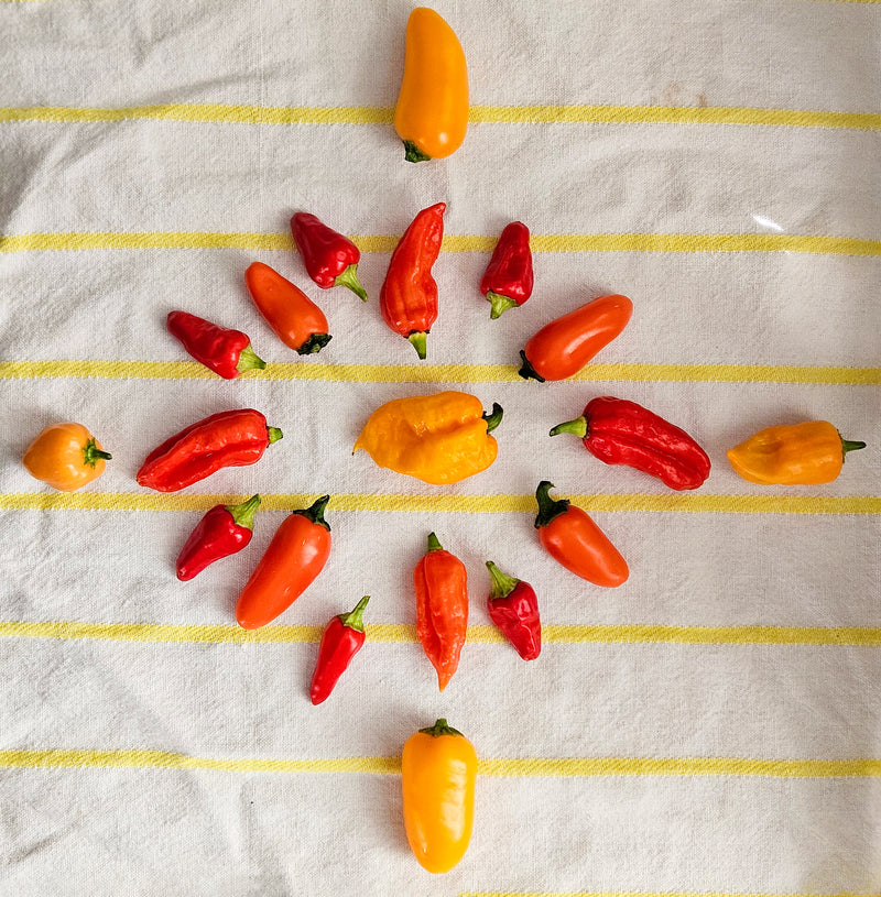 Happy Winter Solstice!