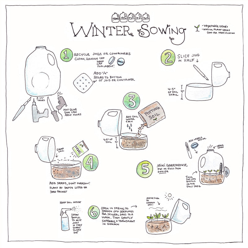 Winter Sowing Peppers
