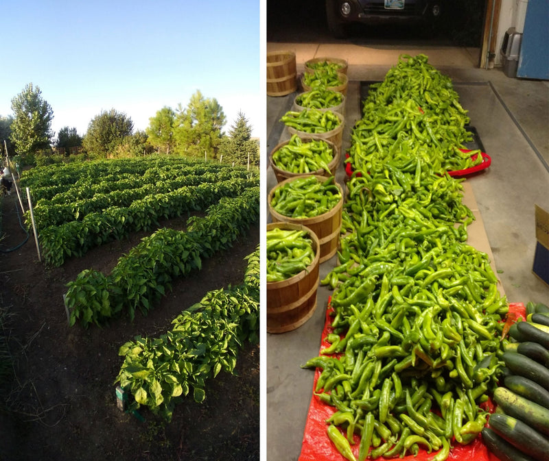 How many pepper plants should I grow? Depends on how much you want to harvest!

