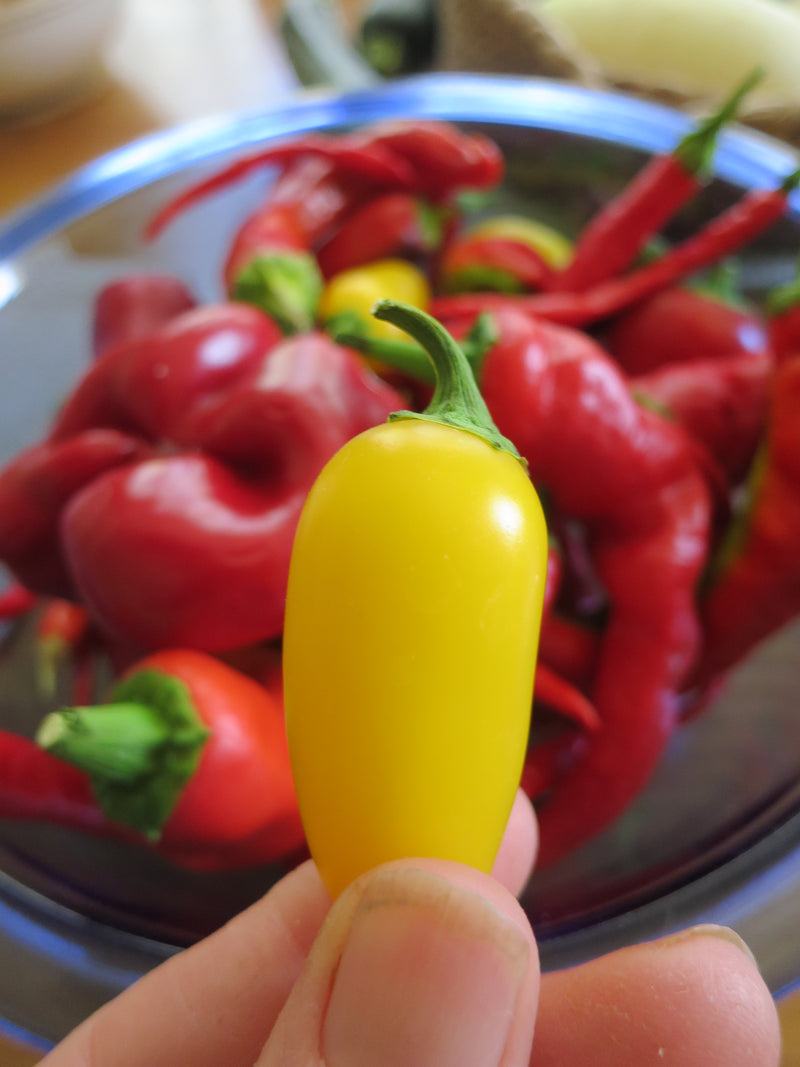 What to do with Jalapenos