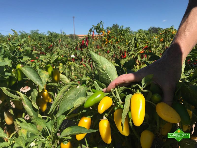 A diagram of yellow and green jalapeno peppers growing on a lush plant in a sunny farm field, illustrating Lemon Spice Jalapenos' fruity flavor profile.