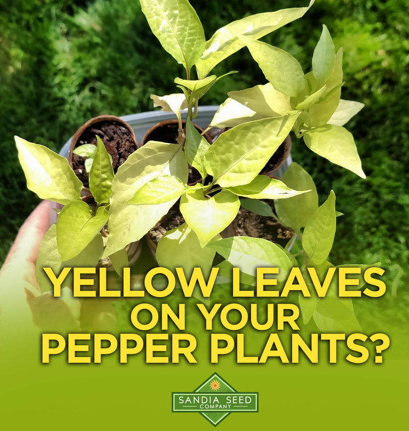 Yellow Leaves on Pepper Plants