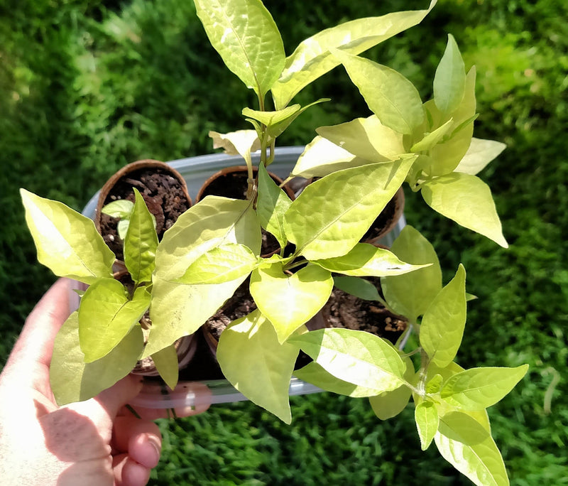 Why are pepper plants turning yellow even with fertilizer?