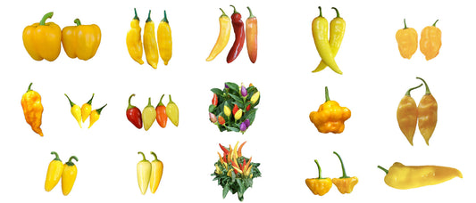 Yellow Pepper Seeds on Sale!
