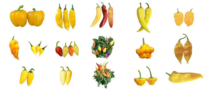 Yellow Pepper Seeds on Sale!