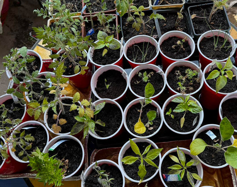 Yellowing leaves on seedlings after bringing outside