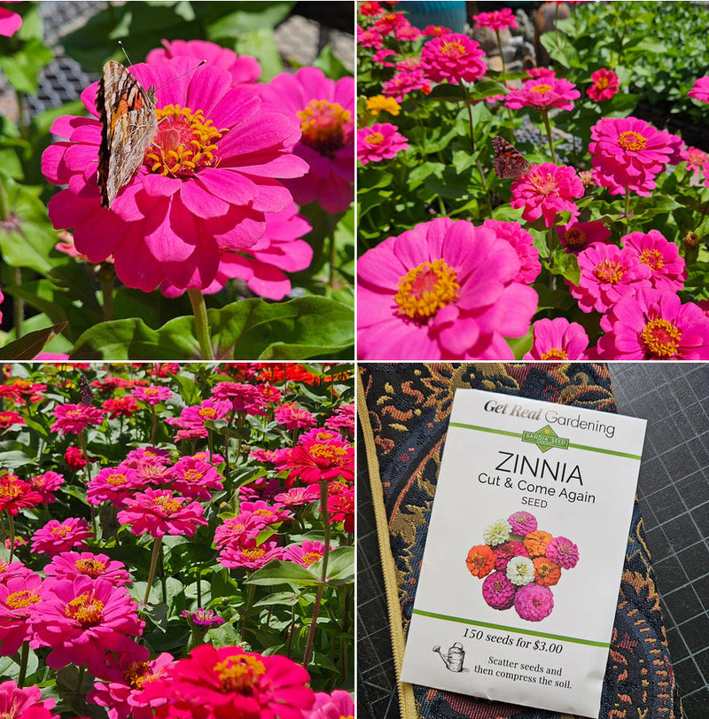 Close-up of vibrant pink Zinnia flowers with a butterfly perched on one, showcasing colorful garden flowers and seed packet for Zinnia seeds.