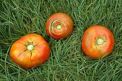 Common Tomato Disorders: Tomatoes in grass
