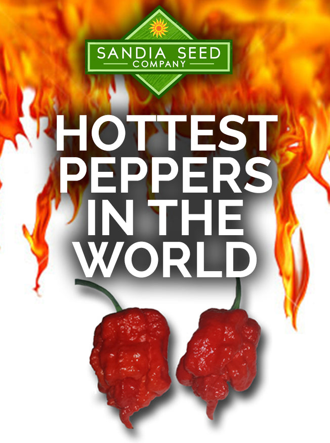 Hottest Peppers in the World - Carolina Reaper shown with Sandia Seed Logo