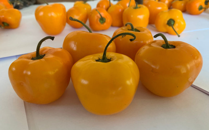 Orange Peppers with Black Seeds - Rocoto Peppers

