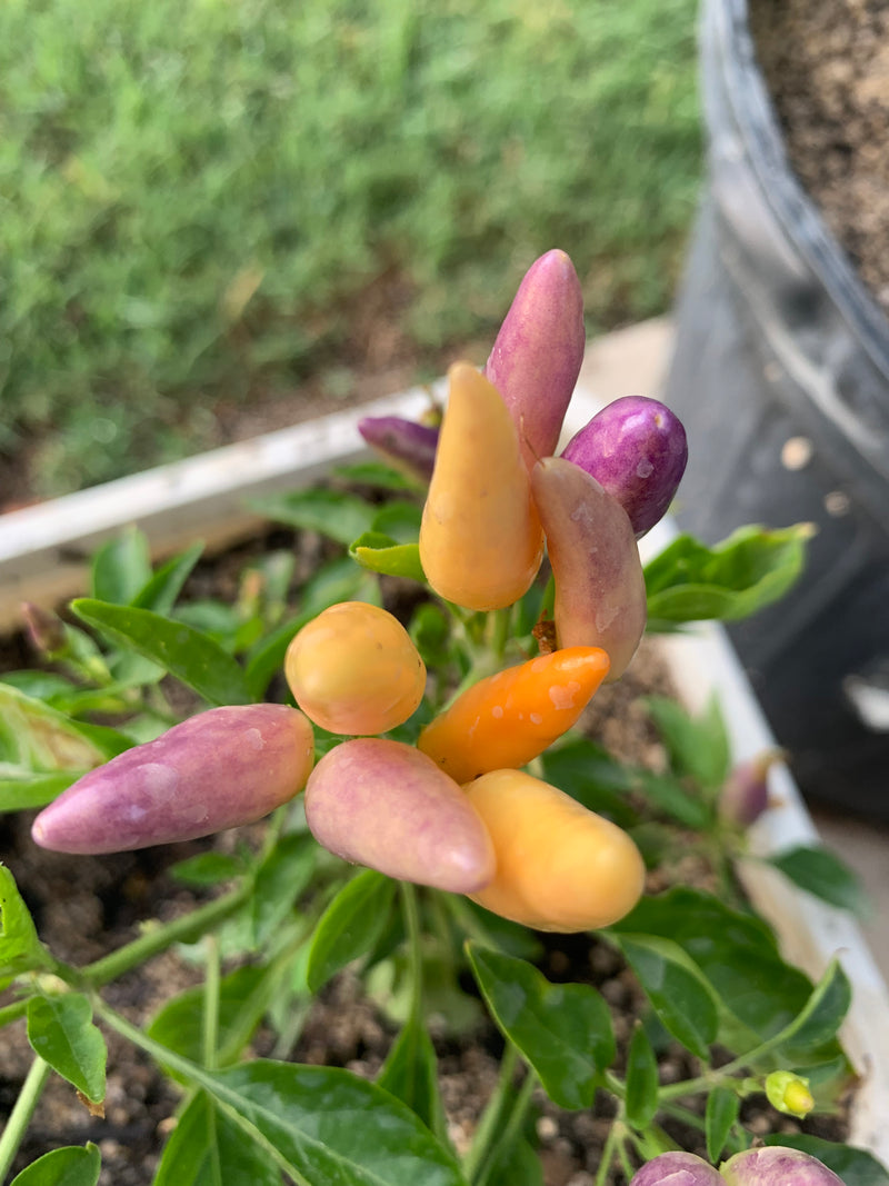 Ornamental Pepper: NuMex Easter