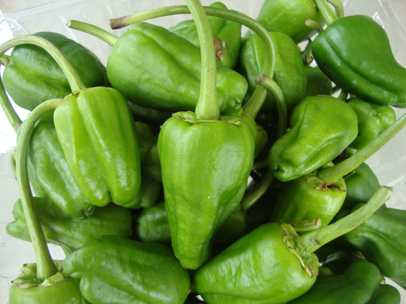 How long does it take for Padron peppers to grow?