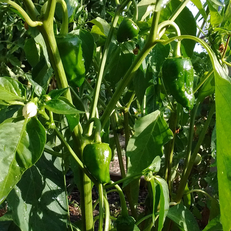 GMO-Free Pepper Seeds - pepper plant in garden

