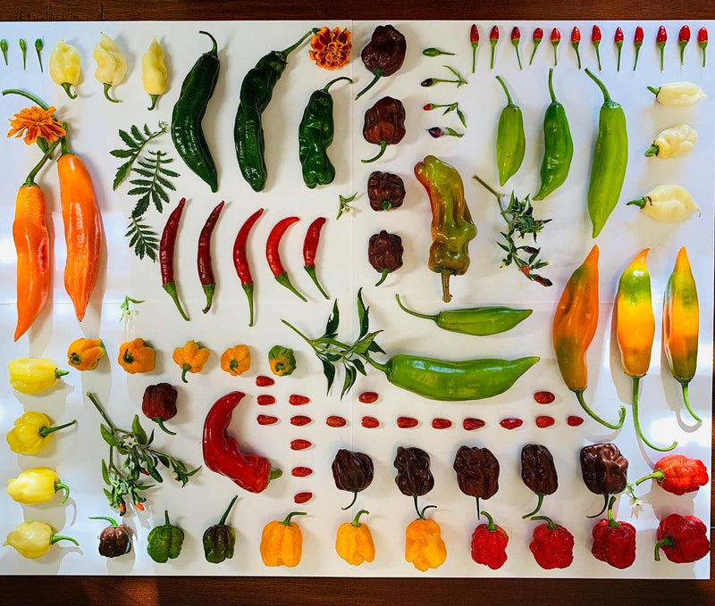 What are the easiest peppers to grow? A diagram of various easy-to-grow peppers arranged by size and color, including jalapeños, habaneros, and bell peppers, ideal for gardening enthusiasts.