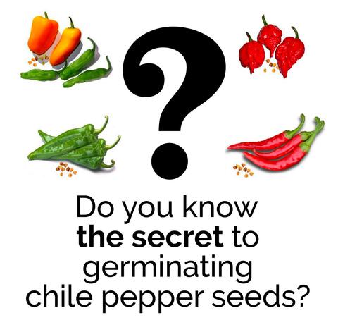 Do you know the secret to germinating pepper seeds?