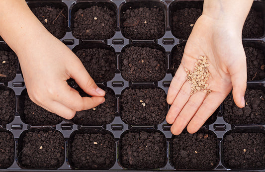 Planting pepper seeds in a tray filled with seedling mix.